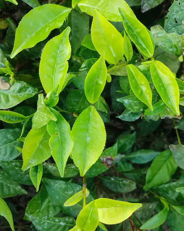 Gel Lidah Buaya & Teh Hijau — foto 4
